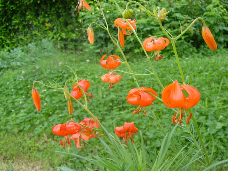 Lilium pumilum photo